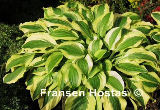 Hosta Crepe Suzette